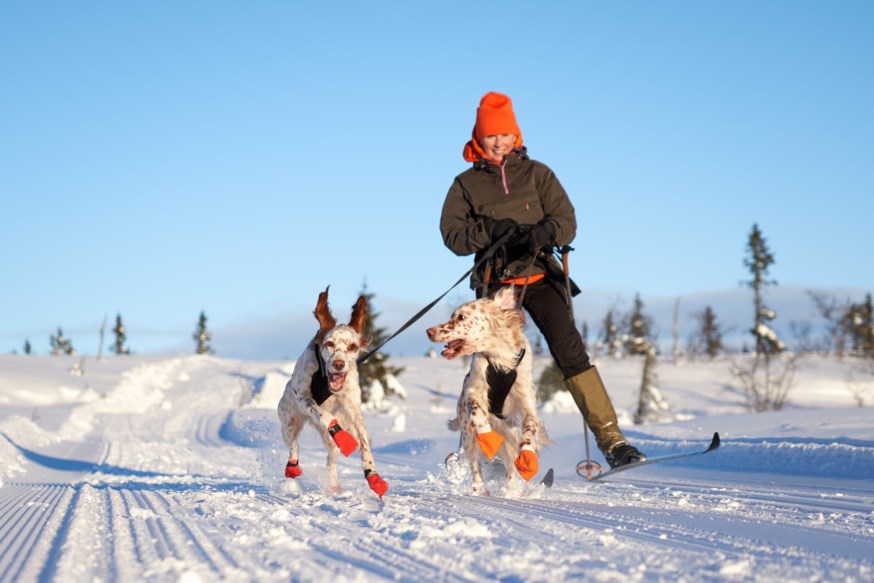 En kvinne går på ski med to hunder i sele
